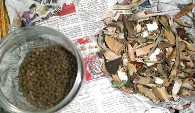 Nghề thuốc của người Chăm di sản tri thức dân gian giữa miền cát nắng