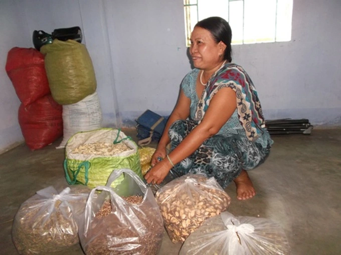 Nghề thuốc của người Chăm di sản tri thức dân gian giữa miền cát nắng