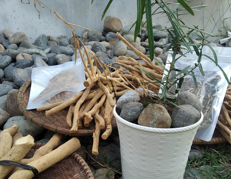 cây Xáo tam phân (Phun Jham Jhak) 