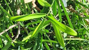 cây Xáo tam phân (Phun Jham Jhak)